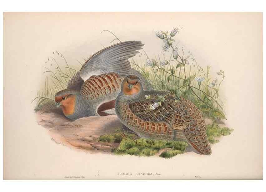 Reproducción/Reproduction 48915117667: The birds of Great Britain. London :Printed by Taylor and Francis, published by the author,1873.. 