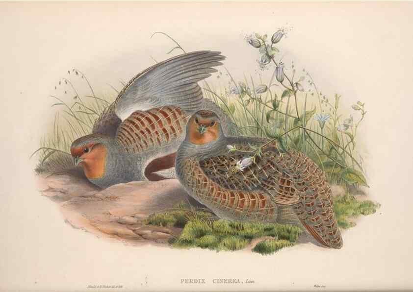 Reproducción/Reproduction 48915117667: The birds of Great Britain. London :Printed by Taylor and Francis, published by the author,1873.. 