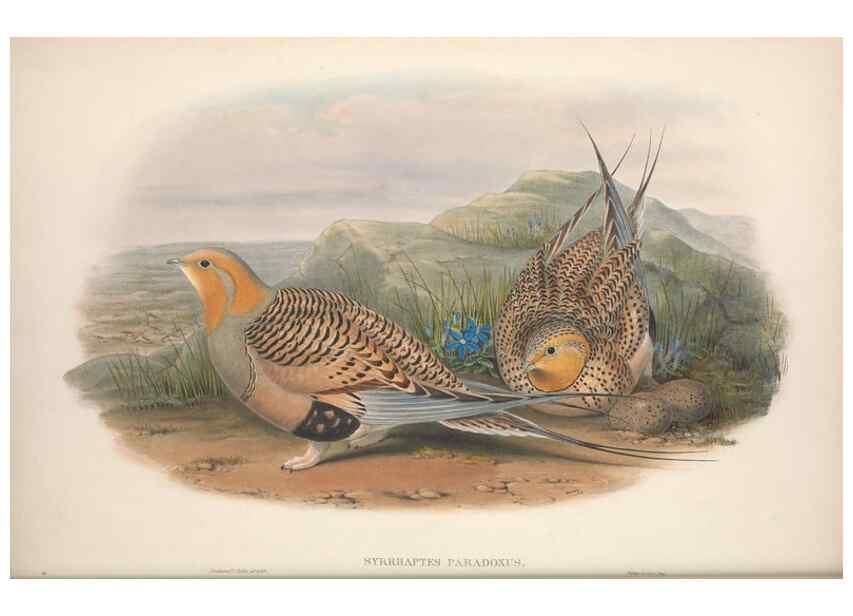 Reproducción/Reproduction 48914383923: The birds of Great Britain. London :Printed by Taylor and Francis, published by the author,1873.. 