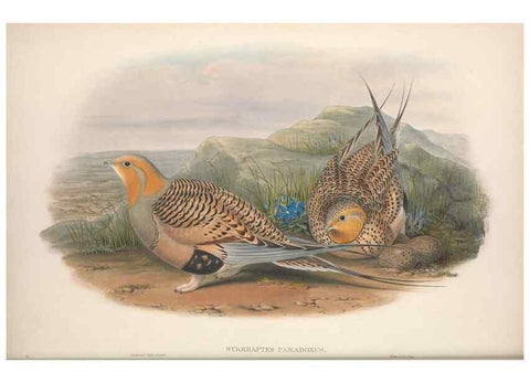 Reproducción/Reproduction 48914383923: The birds of Great Britain. London :Printed by Taylor and Francis, published by the author,1873.. 