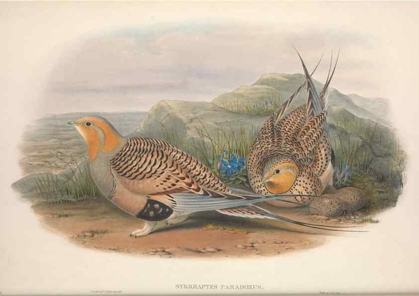 Reproducción/Reproduction 48914383923: The birds of Great Britain. London :Printed by Taylor and Francis, published by the author,1873.. 