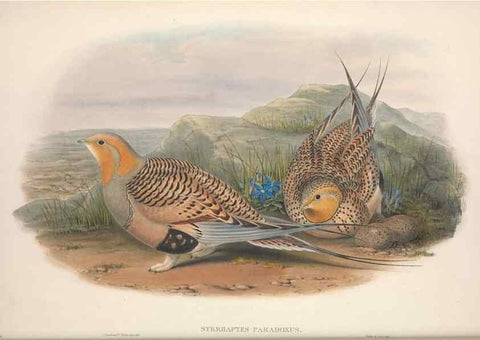 Reproducción/Reproduction 48914383923: The birds of Great Britain. London :Printed by Taylor and Francis, published by the author,1873.. 