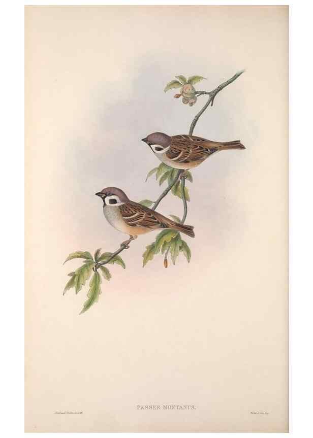 Reproducción/Reproduction 48915032822: The birds of Great Britain. London :Printed by Taylor and Francis, published by the author,1873.. 
