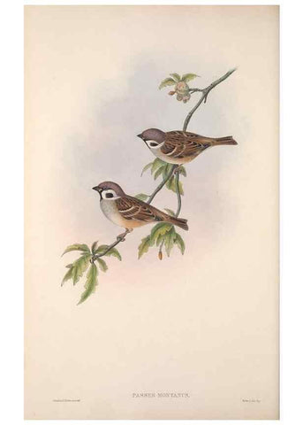 Reproducción/Reproduction 48915032822: The birds of Great Britain. London :Printed by Taylor and Francis, published by the author,1873.. 