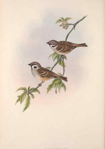 Reproducción/Reproduction 48915032822: The birds of Great Britain. London :Printed by Taylor and Francis, published by the author,1873.. 