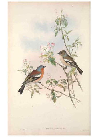 Reproducción/Reproduction 48914828821: The birds of Great Britain. London :Printed by Taylor and Francis, published by the author,1873.. 