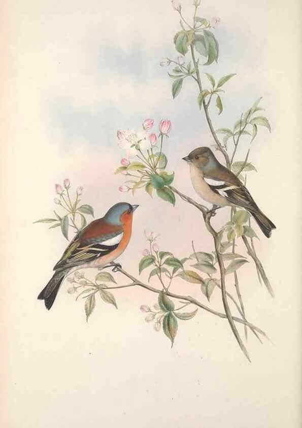 Reproducción/Reproduction 48914828821: The birds of Great Britain. London :Printed by Taylor and Francis, published by the author,1873.. 
