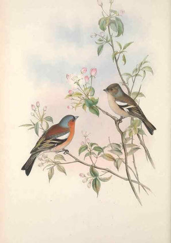 Reproducción/Reproduction 48914828821: The birds of Great Britain. London :Printed by Taylor and Francis, published by the author,1873.. 