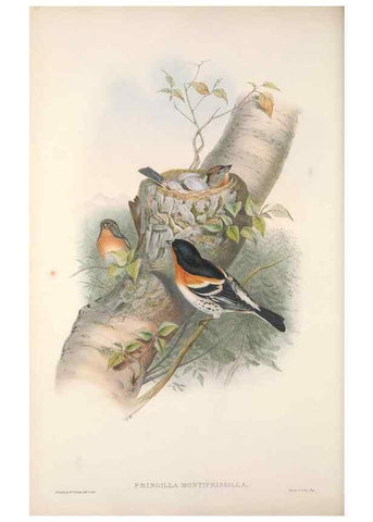Reproducción/Reproduction 48915033447: The birds of Great Britain. London :Printed by Taylor and Francis, published by the author,1873.. 