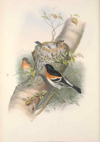 Reproducción/Reproduction 48915033447: The birds of Great Britain. London :Printed by Taylor and Francis, published by the author,1873.. 