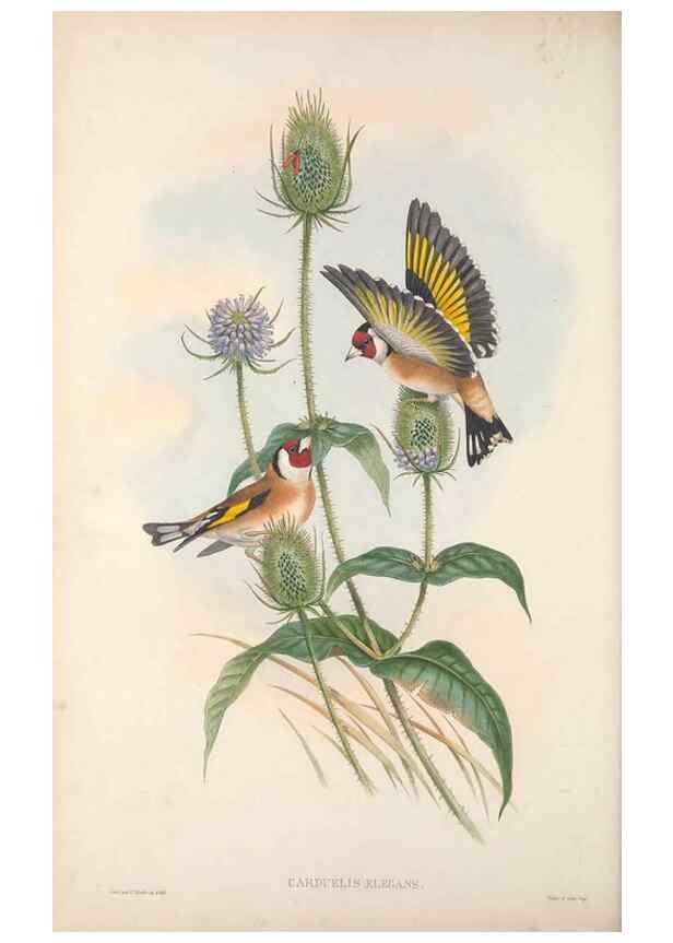 Reproducción/Reproduction 48915033762: The birds of Great Britain. London :Printed by Taylor and Francis, published by the author,1873.. 