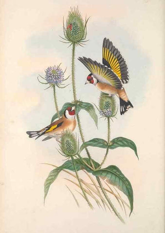 Reproducción/Reproduction 48915033762: The birds of Great Britain. London :Printed by Taylor and Francis, published by the author,1873.. 