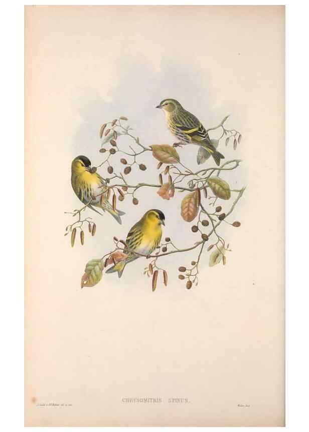 Reproducción/Reproduction 48914300288: The birds of Great Britain. London :Printed by Taylor and Francis, published by the author,1873.. 
