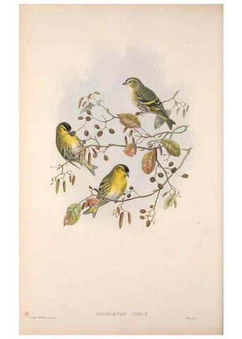 Reproducción/Reproduction 48914300288: The birds of Great Britain. London :Printed by Taylor and Francis, published by the author,1873.. 