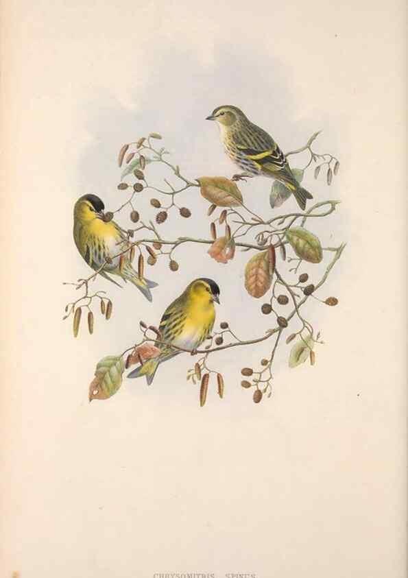 Reproducción/Reproduction 48914300288: The birds of Great Britain. London :Printed by Taylor and Francis, published by the author,1873.. 