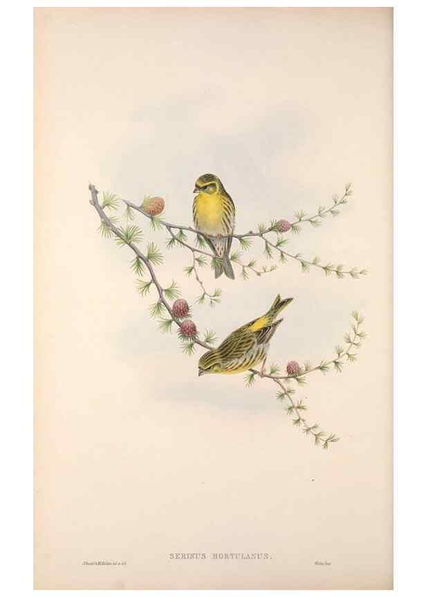 Reproducción/Reproduction 48915034447: The birds of Great Britain. London :Printed by Taylor and Francis, published by the author,1873.. 