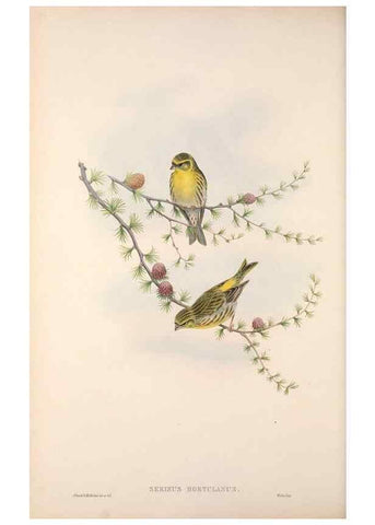 Reproducción/Reproduction 48915034447: The birds of Great Britain. London :Printed by Taylor and Francis, published by the author,1873.. 