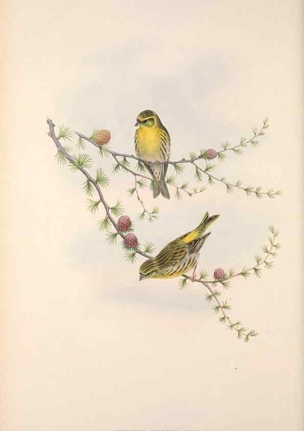 Reproducción/Reproduction 48915034447: The birds of Great Britain. London :Printed by Taylor and Francis, published by the author,1873.. 