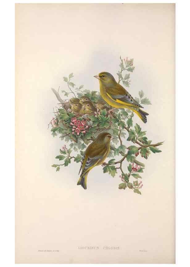 Reproducción/Reproduction 48914300953: The birds of Great Britain. London :Printed by Taylor and Francis, published by the author,1873.. 
