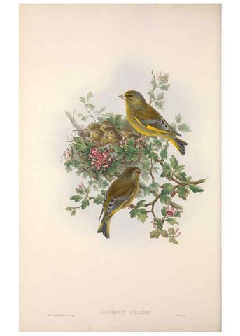 Reproducción/Reproduction 48914300953: The birds of Great Britain. London :Printed by Taylor and Francis, published by the author,1873.. 