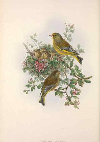 Reproducción/Reproduction 48914300953: The birds of Great Britain. London :Printed by Taylor and Francis, published by the author,1873.. 
