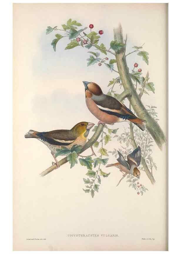 Reproducción/Reproduction 48915035112: The birds of Great Britain. London :Printed by Taylor and Francis, published by the author,1873.. 