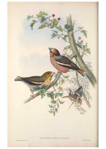 Reproducción/Reproduction 48915035112: The birds of Great Britain. London :Printed by Taylor and Francis, published by the author,1873.. 