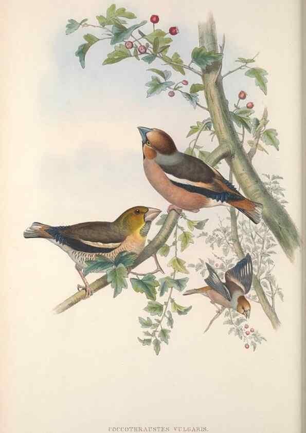 Reproducción/Reproduction 48915035112: The birds of Great Britain. London :Printed by Taylor and Francis, published by the author,1873.. 