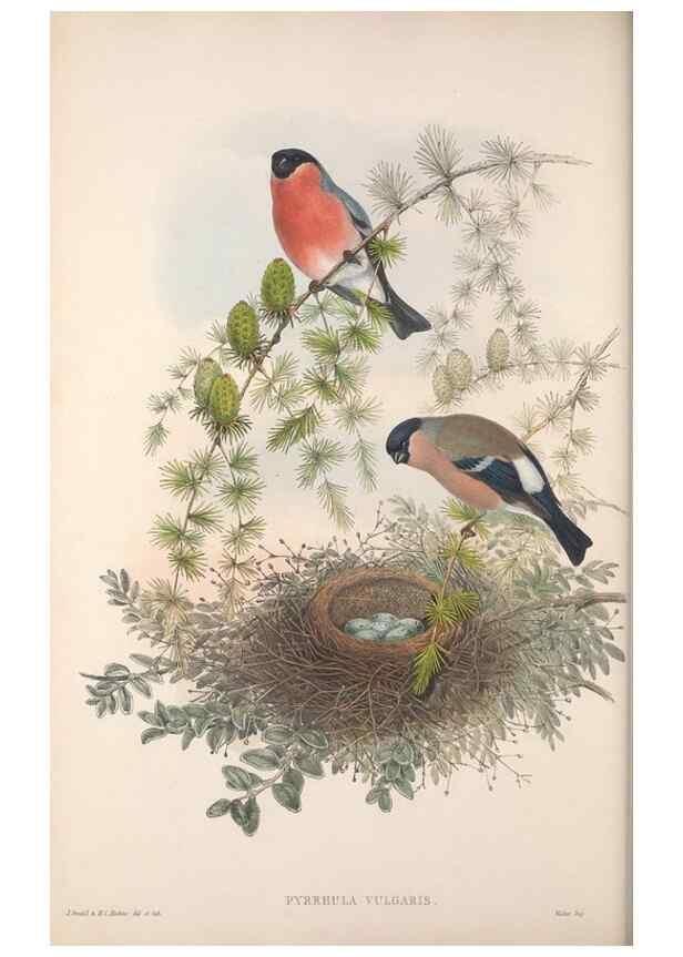 Reproducción/Reproduction 48915035457: The birds of Great Britain. London :Printed by Taylor and Francis, published by the author,1873.. 