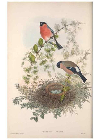 Reproducción/Reproduction 48915035457: The birds of Great Britain. London :Printed by Taylor and Francis, published by the author,1873.. 