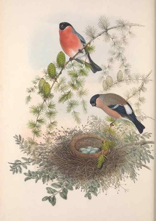 Reproducción/Reproduction 48915035457: The birds of Great Britain. London :Printed by Taylor and Francis, published by the author,1873.. 