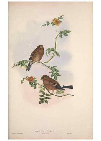 Reproducción/Reproduction 48914831931: The birds of Great Britain. London :Printed by Taylor and Francis, published by the author,1873.. 