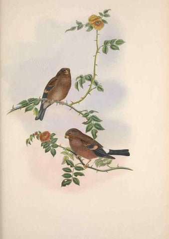Reproducción/Reproduction 48914831931: The birds of Great Britain. London :Printed by Taylor and Francis, published by the author,1873.. 
