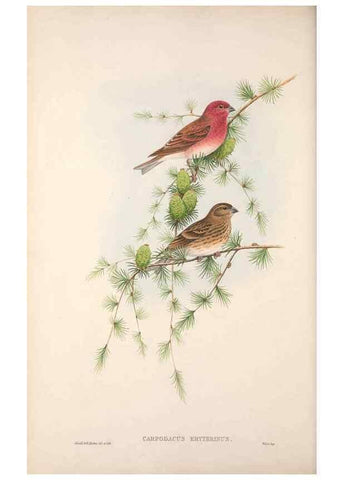 Reproducción/Reproduction 48914832321: The birds of Great Britain. London :Printed by Taylor and Francis, published by the author,1873.. 