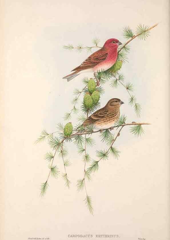 Reproducción/Reproduction 48914832321: The birds of Great Britain. London :Printed by Taylor and Francis, published by the author,1873.. 