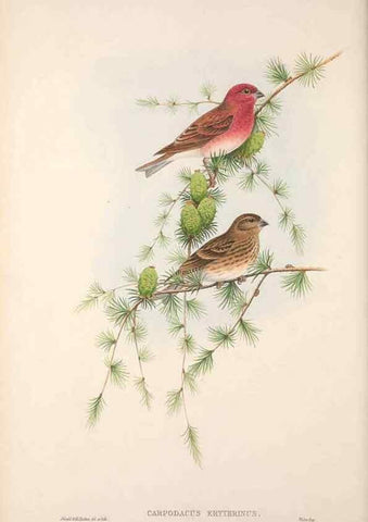 Reproducción/Reproduction 48914832321: The birds of Great Britain. London :Printed by Taylor and Francis, published by the author,1873.. 