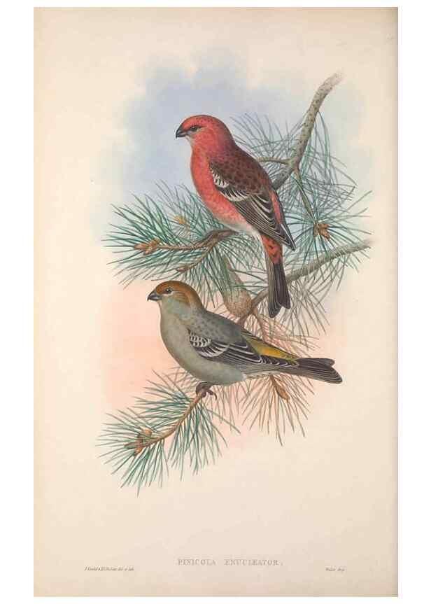Reproducción/Reproduction 48914302823: The birds of Great Britain. London :Printed by Taylor and Francis, published by the author,1873.. 