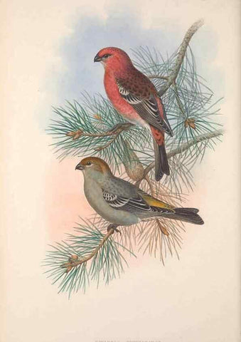 Reproducción/Reproduction 48914302823: The birds of Great Britain. London :Printed by Taylor and Francis, published by the author,1873.. 