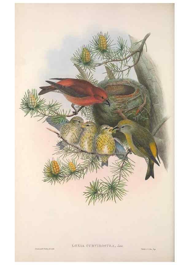 Reproducción/Reproduction 48915036947: The birds of Great Britain. London :Printed by Taylor and Francis, published by the author,1873.. 