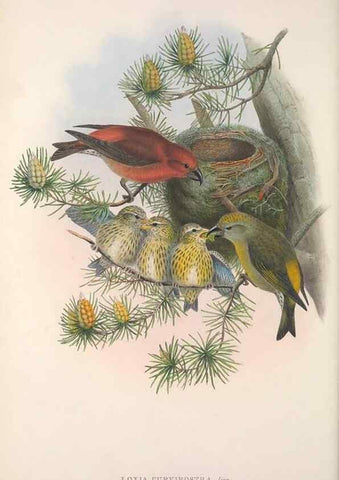 Reproducción/Reproduction 48915036947: The birds of Great Britain. London :Printed by Taylor and Francis, published by the author,1873.. 