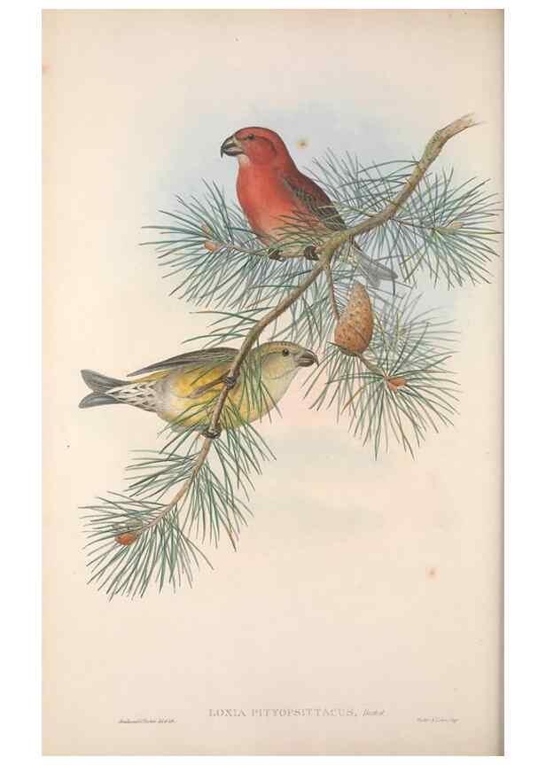 Reproducción/Reproduction 48914833351: The birds of Great Britain. London :Printed by Taylor and Francis, published by the author,1873.. 
