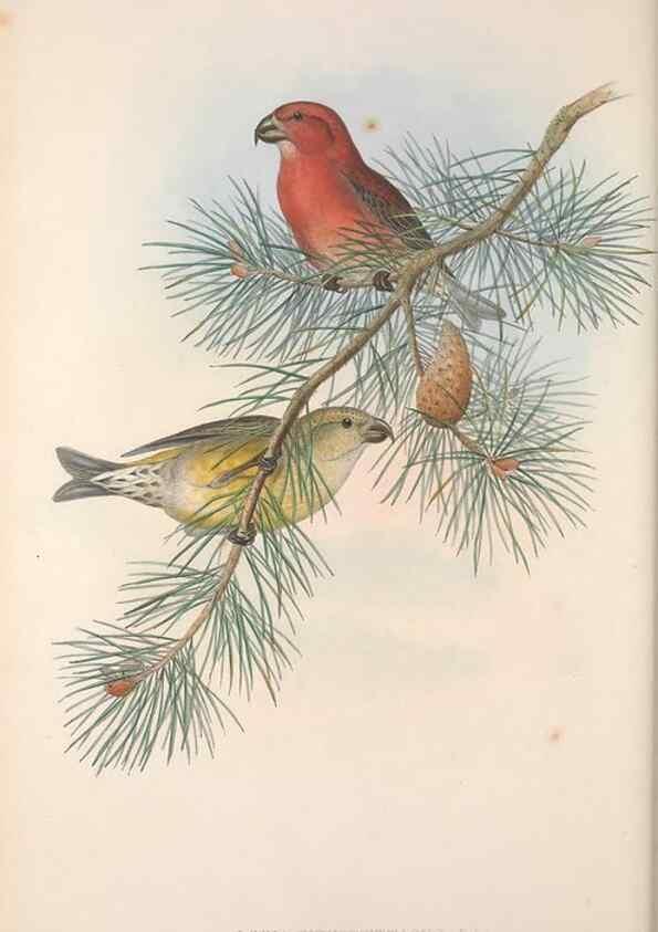 Reproducción/Reproduction 48914833351: The birds of Great Britain. London :Printed by Taylor and Francis, published by the author,1873.. 