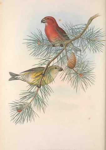 Reproducción/Reproduction 48914833351: The birds of Great Britain. London :Printed by Taylor and Francis, published by the author,1873.. 