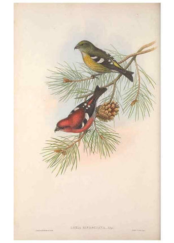 Reproducción/Reproduction 48915037697: The birds of Great Britain. London :Printed by Taylor and Francis, published by the author,1873.. 