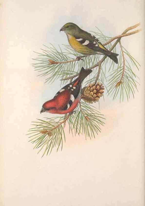 Reproducción/Reproduction 48915037697: The birds of Great Britain. London :Printed by Taylor and Francis, published by the author,1873.. 