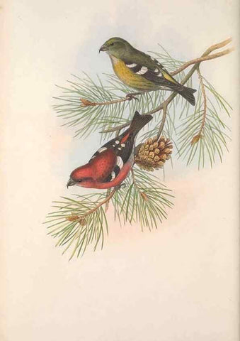 Reproducción/Reproduction 48915037697: The birds of Great Britain. London :Printed by Taylor and Francis, published by the author,1873.. 