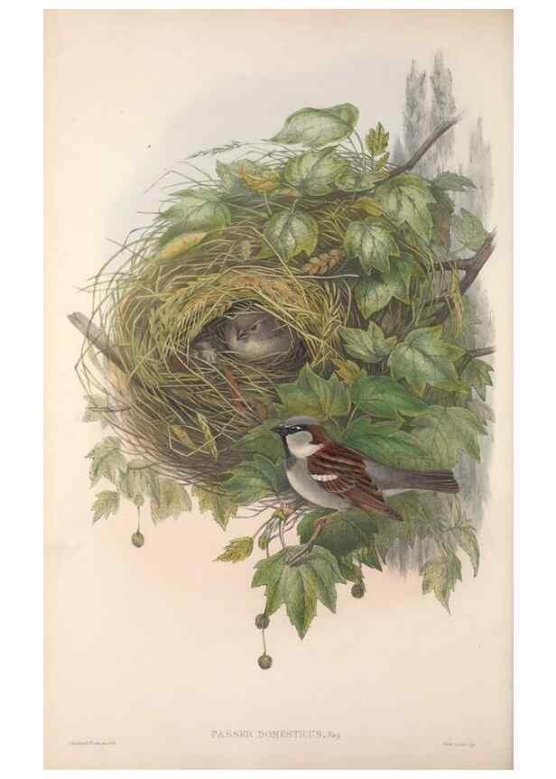 Reproducción/Reproduction 48915032502: The birds of Great Britain. London :Printed by Taylor and Francis, published by the author,1873.. 