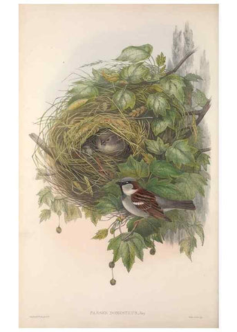 Reproducción/Reproduction 48915032502: The birds of Great Britain. London :Printed by Taylor and Francis, published by the author,1873.. 