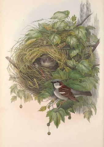Reproducción/Reproduction 48915032502: The birds of Great Britain. London :Printed by Taylor and Francis, published by the author,1873.. 