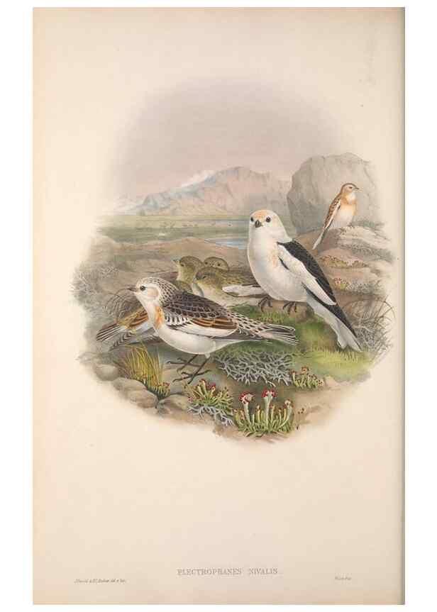 Reproducción/Reproduction 48915032172: The birds of Great Britain. London :Printed by Taylor and Francis, published by the author,1873.. 